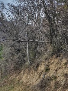 arbre sur un cable à Eygliers