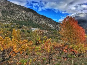 Vignes autour de la Font d'Eygliers