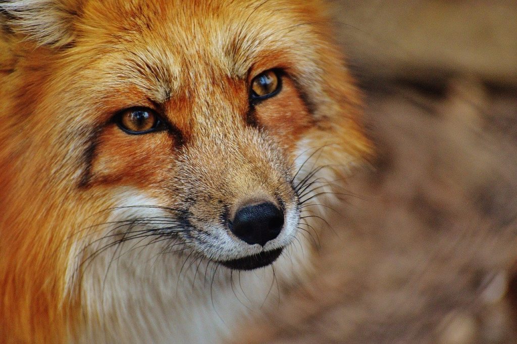 redfox