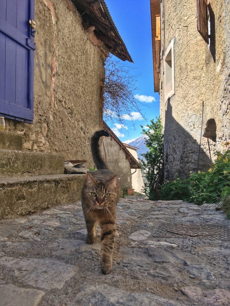 Chat à Eygliers