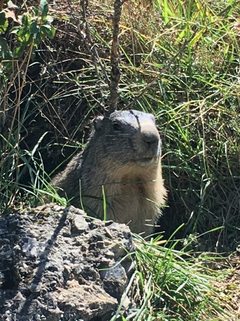 Marmotte à Eygliers